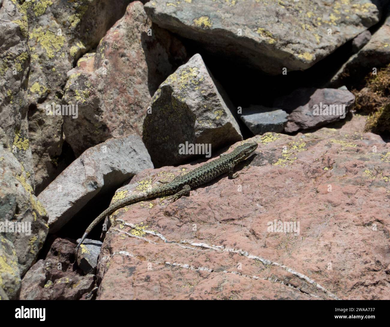 Common Wall Lizard su una pietra rosso-marrone Foto Stock