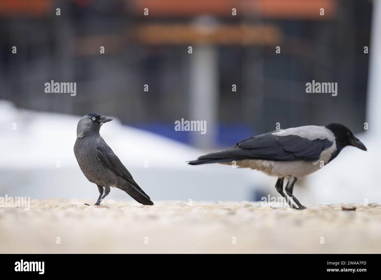 Una Jackdaw occidentale che cammina mangiando per terra, autunno in Croazia Foto Stock