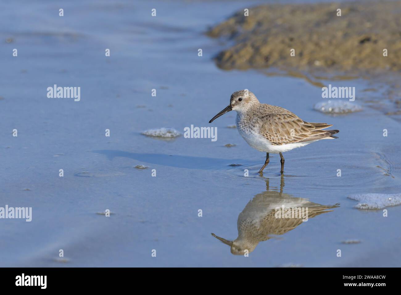 Un sandpiper a becco largo che cammina in acqua, mattinata di sole in primavera, Camargue (Francia) Foto Stock