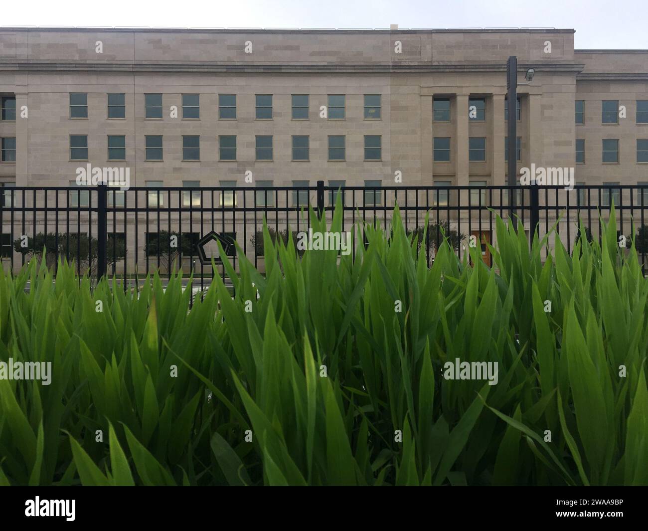 Erba verde fresca in primo piano in un edificio governativo del Pentagono, a simboleggiare la miscela di natura e governance in un ambiente urbano americano. Foto Stock