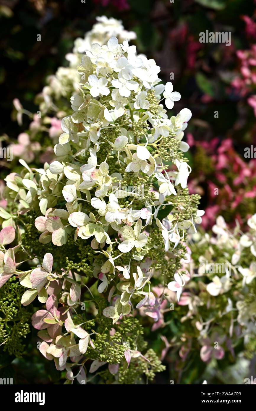 Fiori bianchi di Hydrangea paniculata 'Savill Lace' che crescono nel giardino britannico di settembre Foto Stock