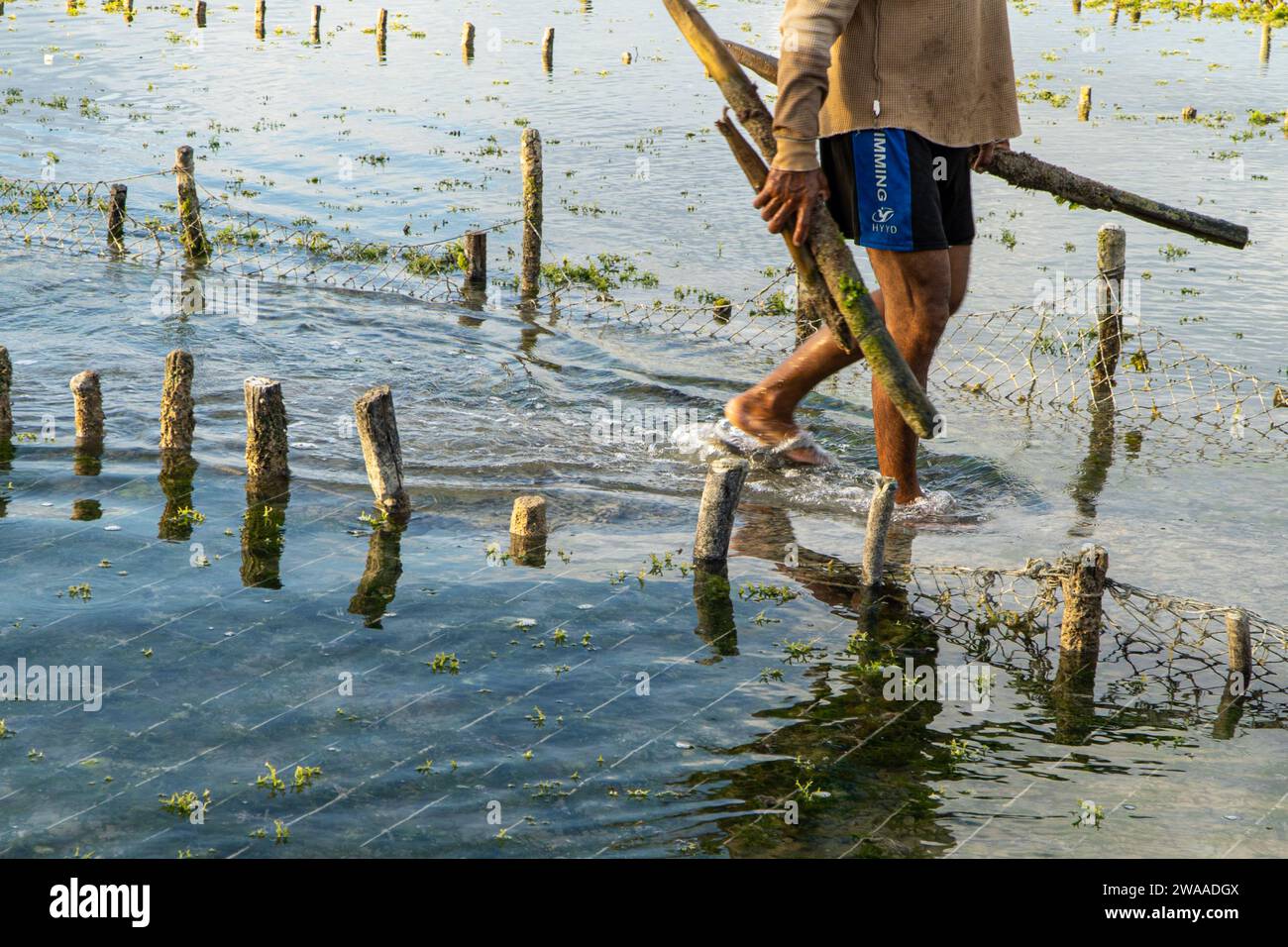 Nusa Penida, Bali-settembre 04 2021: Un agricoltore di alghe marine a Nusa Penida Bali sta raccogliendo le sue gabbie di alghe in un pomeriggio nuvoloso. L'erba è diventata la principale comun Foto Stock