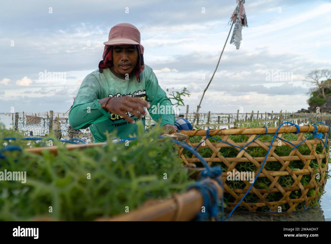 Nusa Penida, Bali-settembre 04 2021: Un agricoltore di alghe marine a Nusa Penida Bali sta raccogliendo le sue gabbie di alghe in un pomeriggio nuvoloso. L'erba è diventata la principale comun Foto Stock