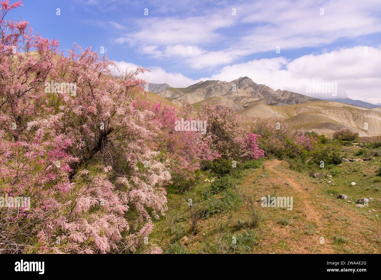 Splendidi alberi di fiori lilla in fiore sulle montagne. Khizi. Azerbaigian. Foto Stock