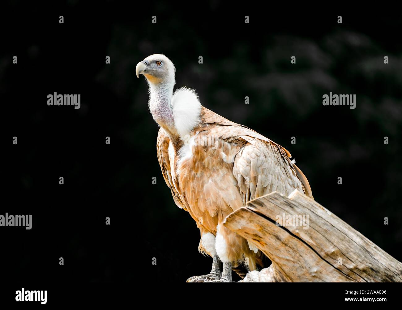 Ritratto di un avvoltoio griffone. Uccello in primo piano. Gyps fulvus. Foto Stock