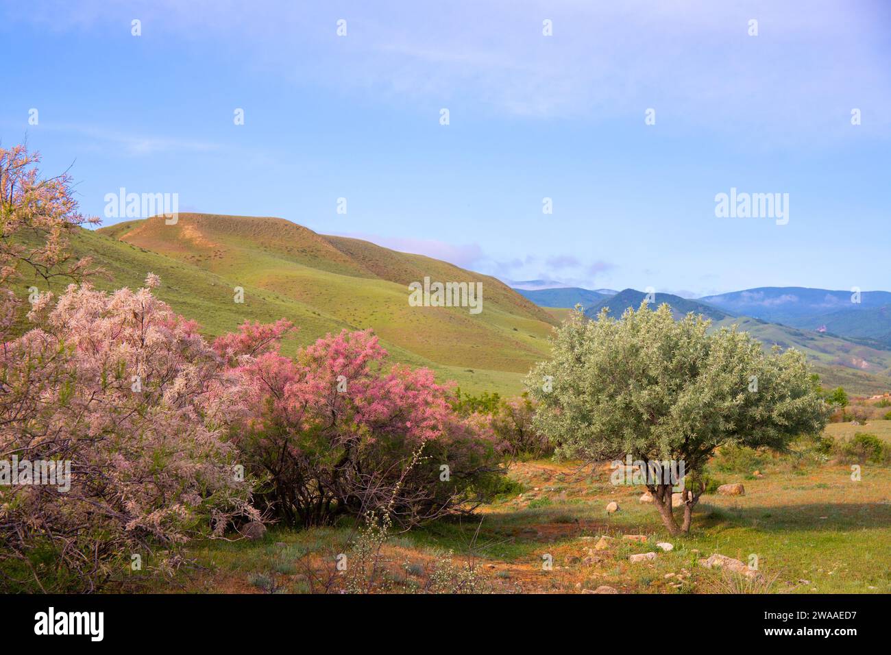Splendidi alberi di fiori lilla in fiore sulle montagne. Khizi. Azerbaigian. Foto Stock