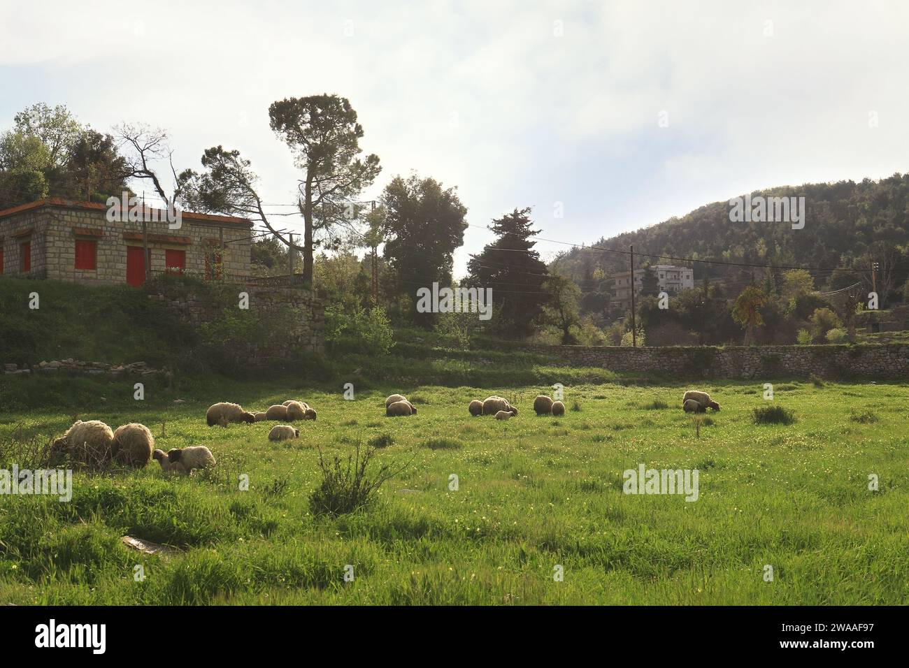 Un gregge di pecore che pascolano di fronte a una casa libanese. Foto Stock