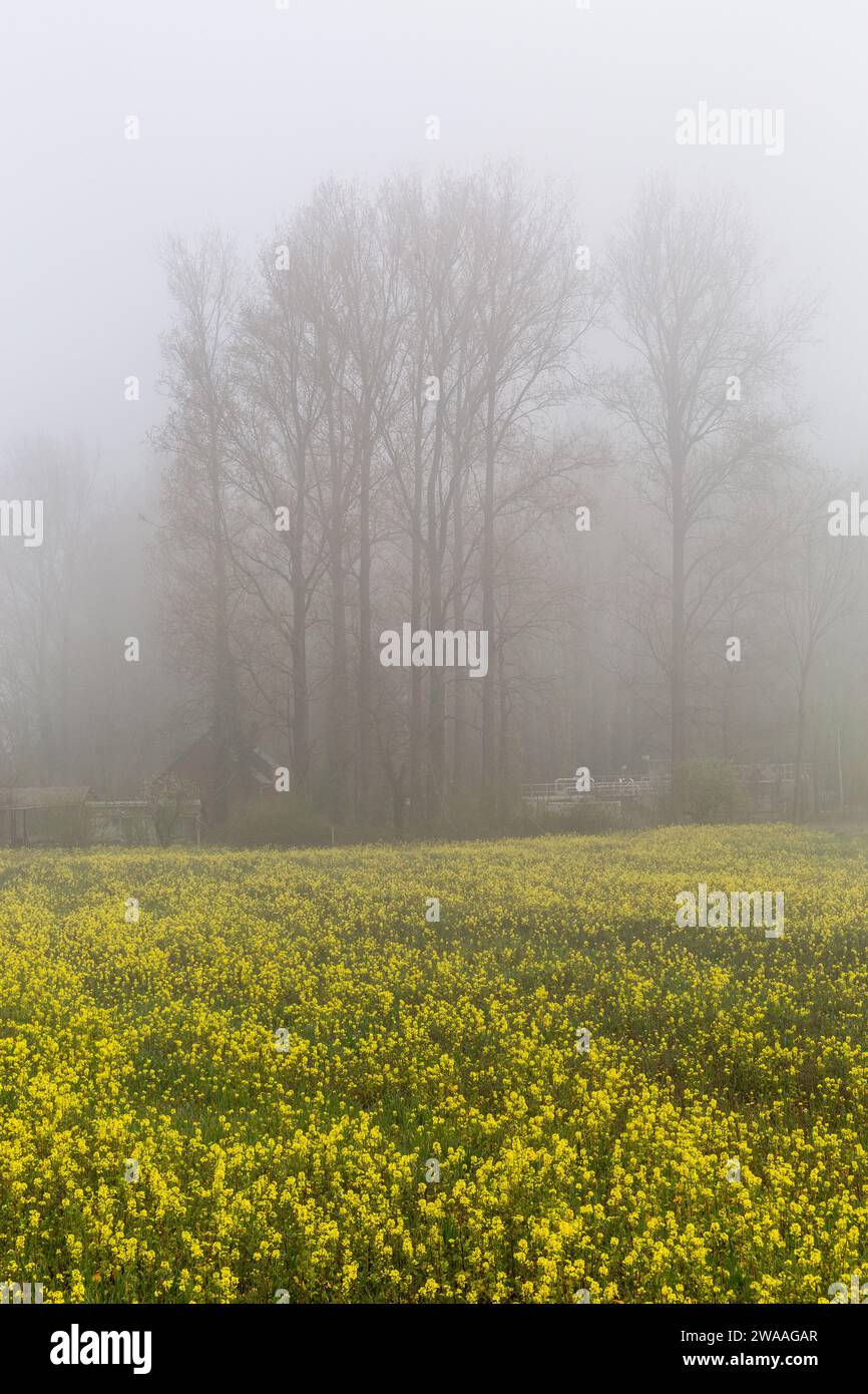 Cumulo di alberi nella nebbia sul bordo di un campo di colza fiorito Foto Stock