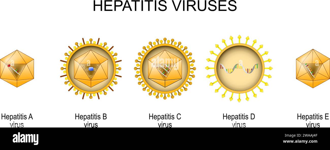 Struttura e anatomia delle virioni di cinque virus dell'epatite umana noti: Icone a, B, C, D ed E. Set Illustrazione Vettoriale
