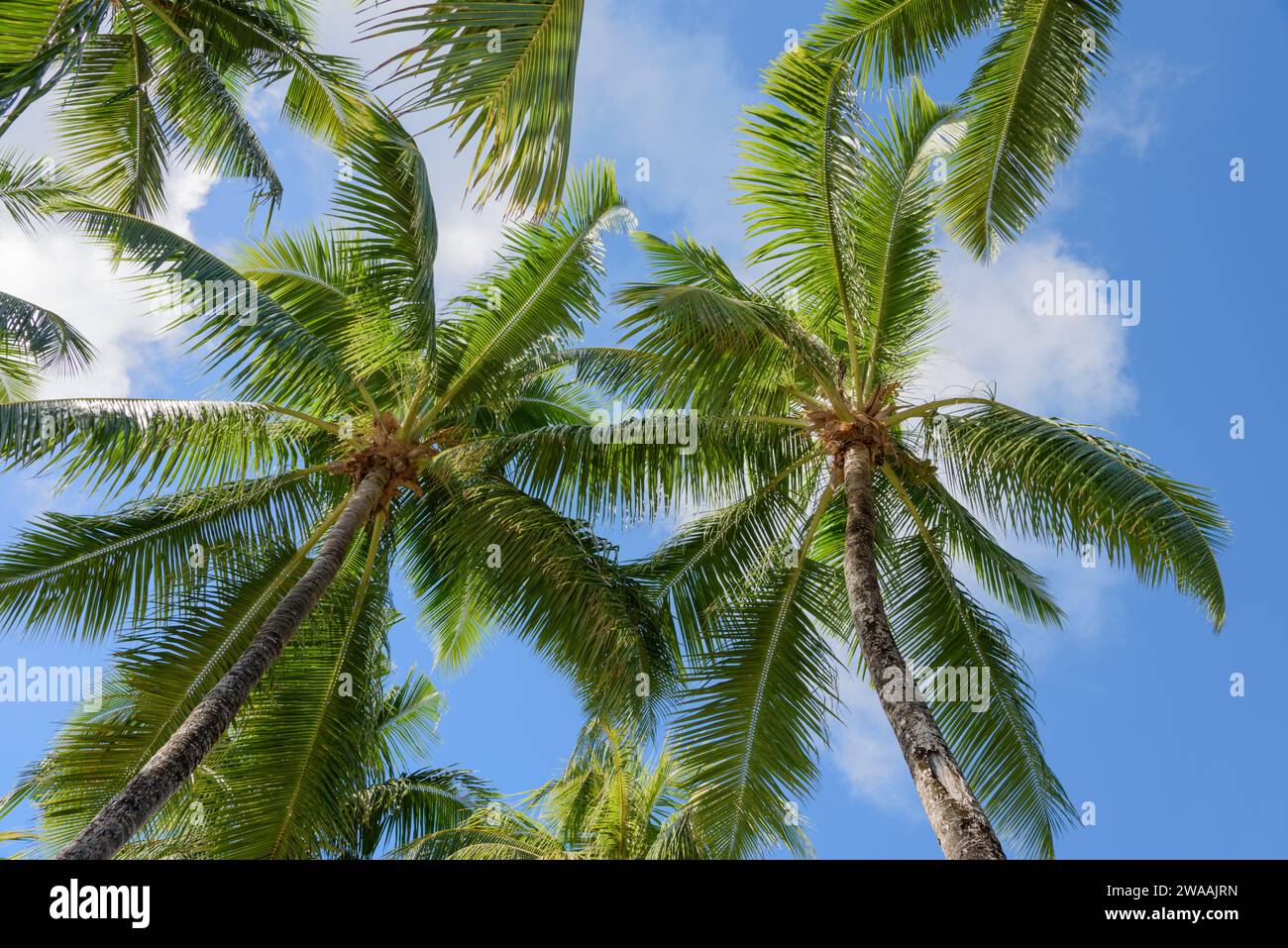 Palme da cocco adagiate su un cielo blu, isola di Praslin, Seychelles. Oceano Indiano Foto Stock