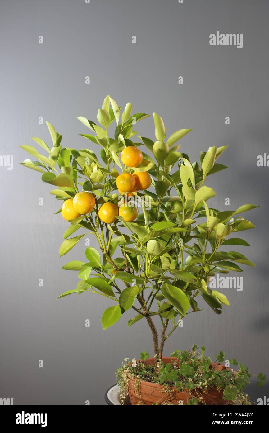 Impianto di agrumi con grande profondità di campo in un vaso di fiori Foto Stock