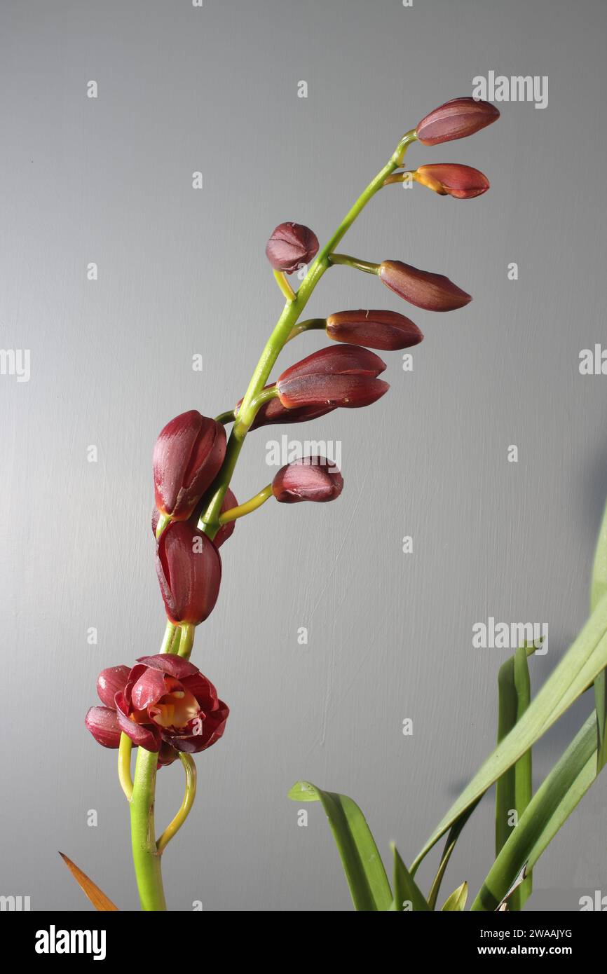 Fiori e gemme di orchidea di Cymbidium con grande profondità di campo Foto Stock