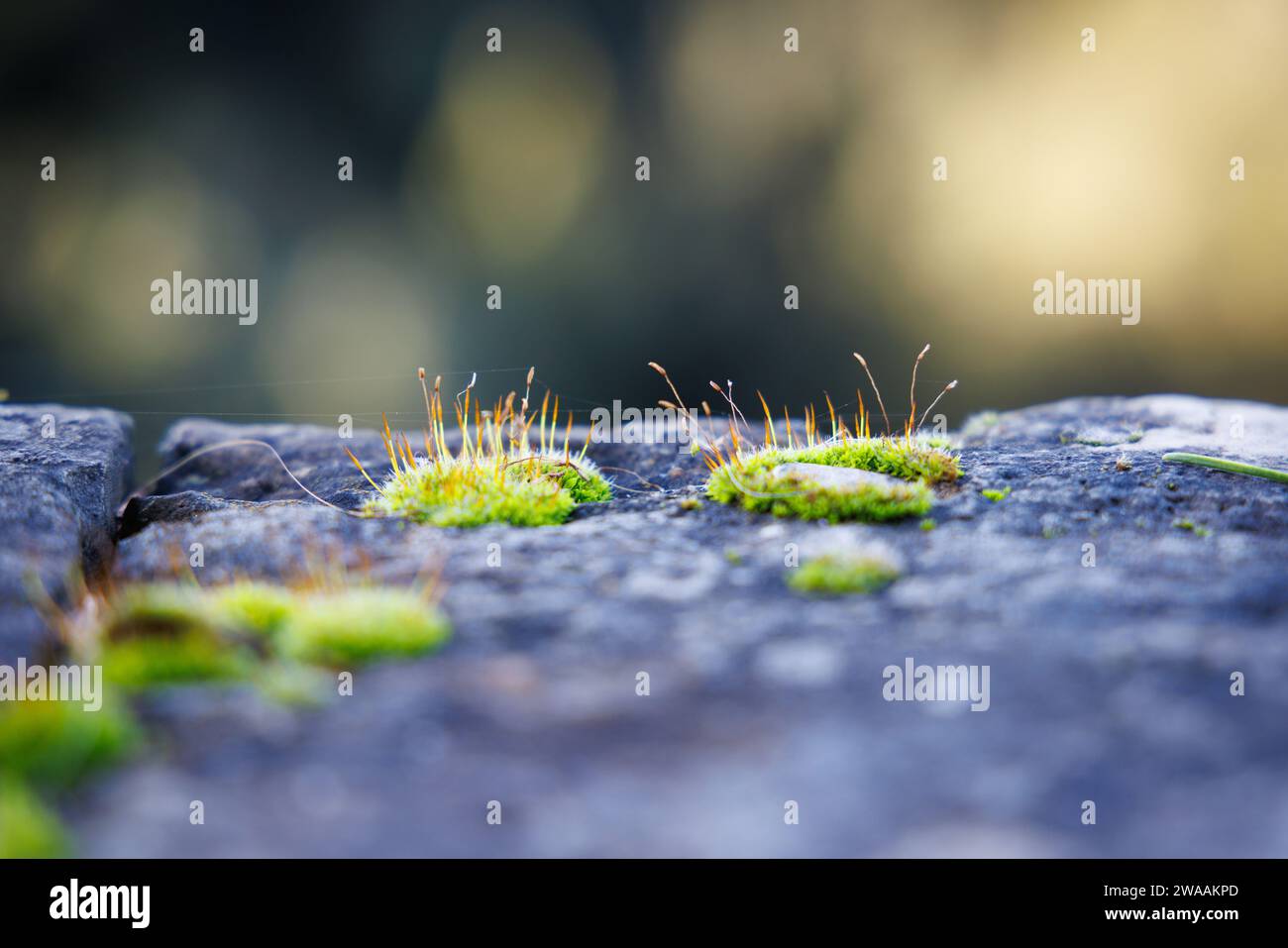 Primo piano di muschio cresciuto su un muro basso Foto Stock