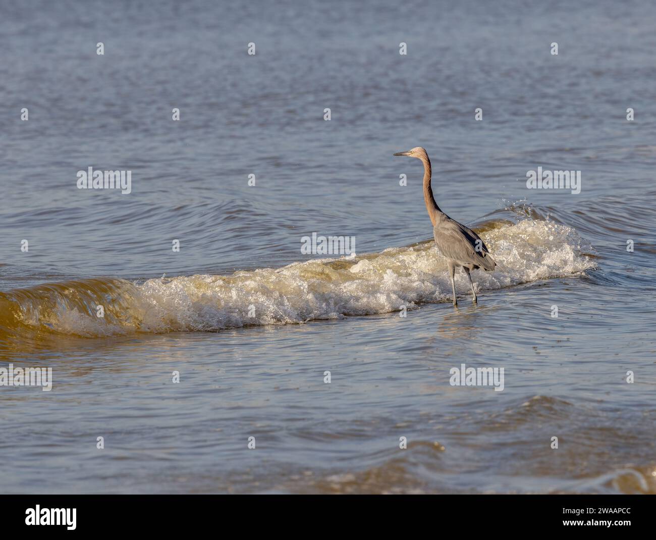 Un'egretta rossiccia in acque poco profonde accanto a un'onda. Foto Stock