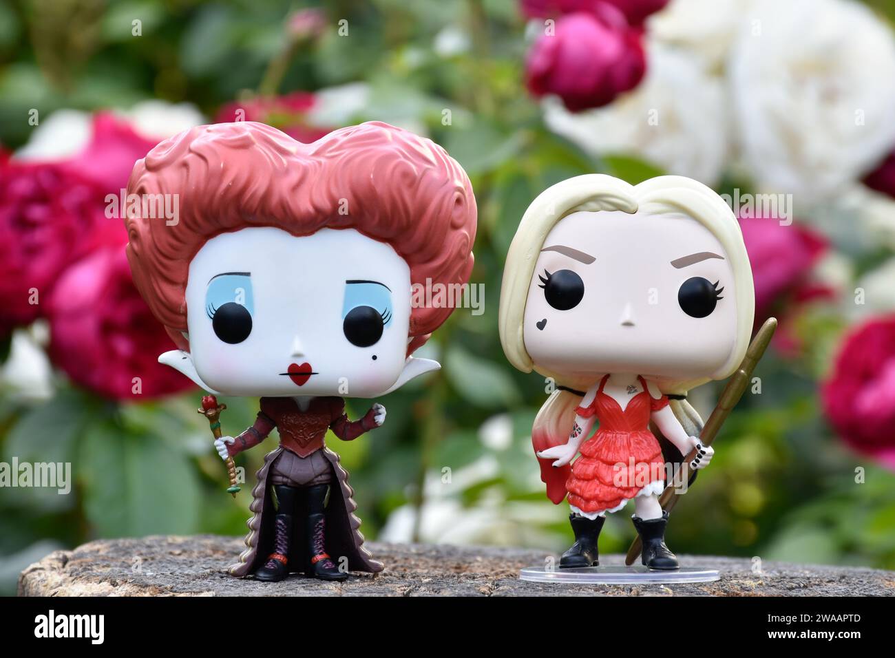 Funko Pop action figure del supereroe DC Harley Quinn e Red Queen dal film Alice nel Paese delle meraviglie. Rose rosse e bianche, giardino fiorito, ceppo di legno. Foto Stock