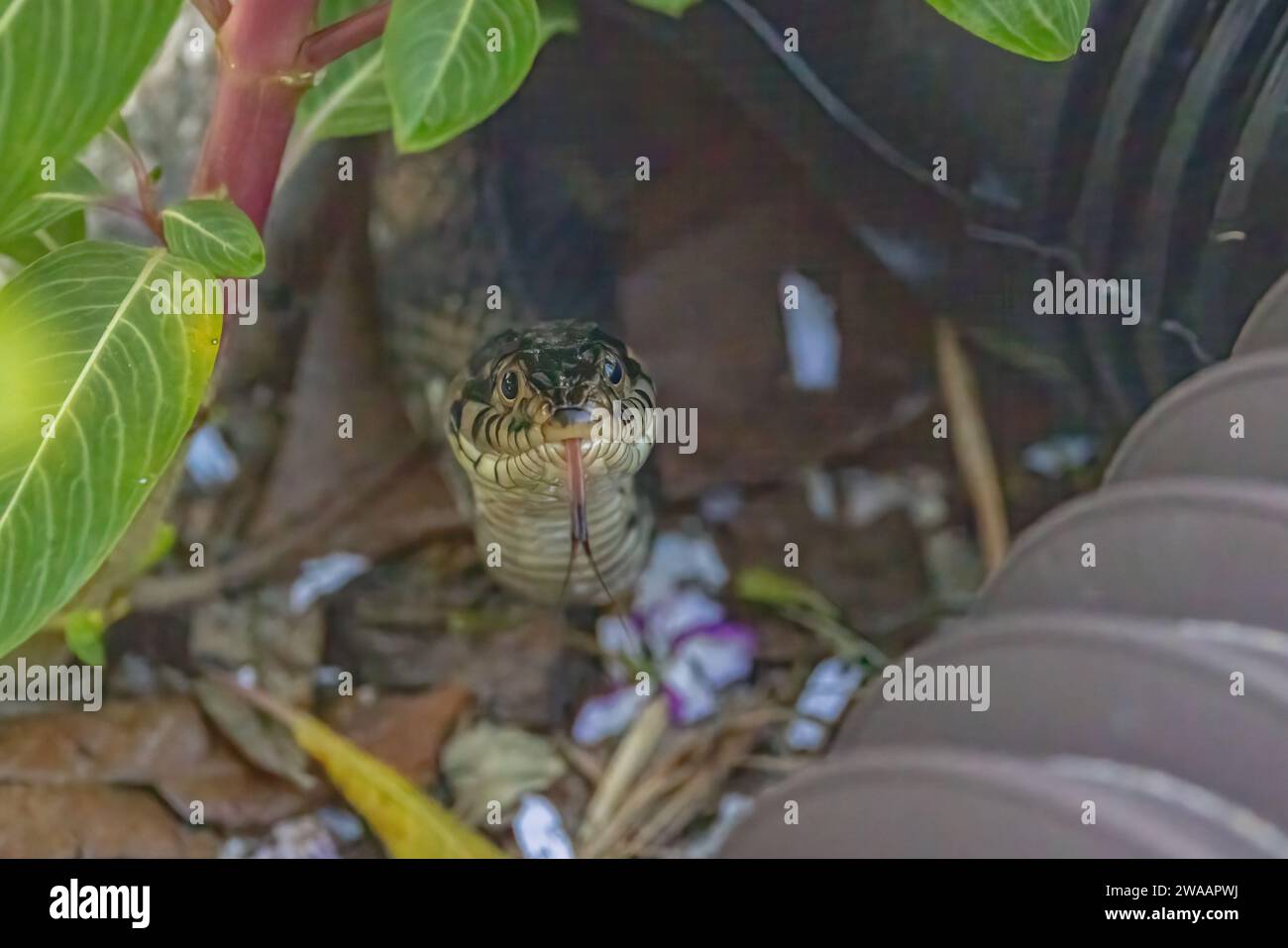 Un serpente d'acqua con la lingua fuori dalla fotocamera. Foto Stock