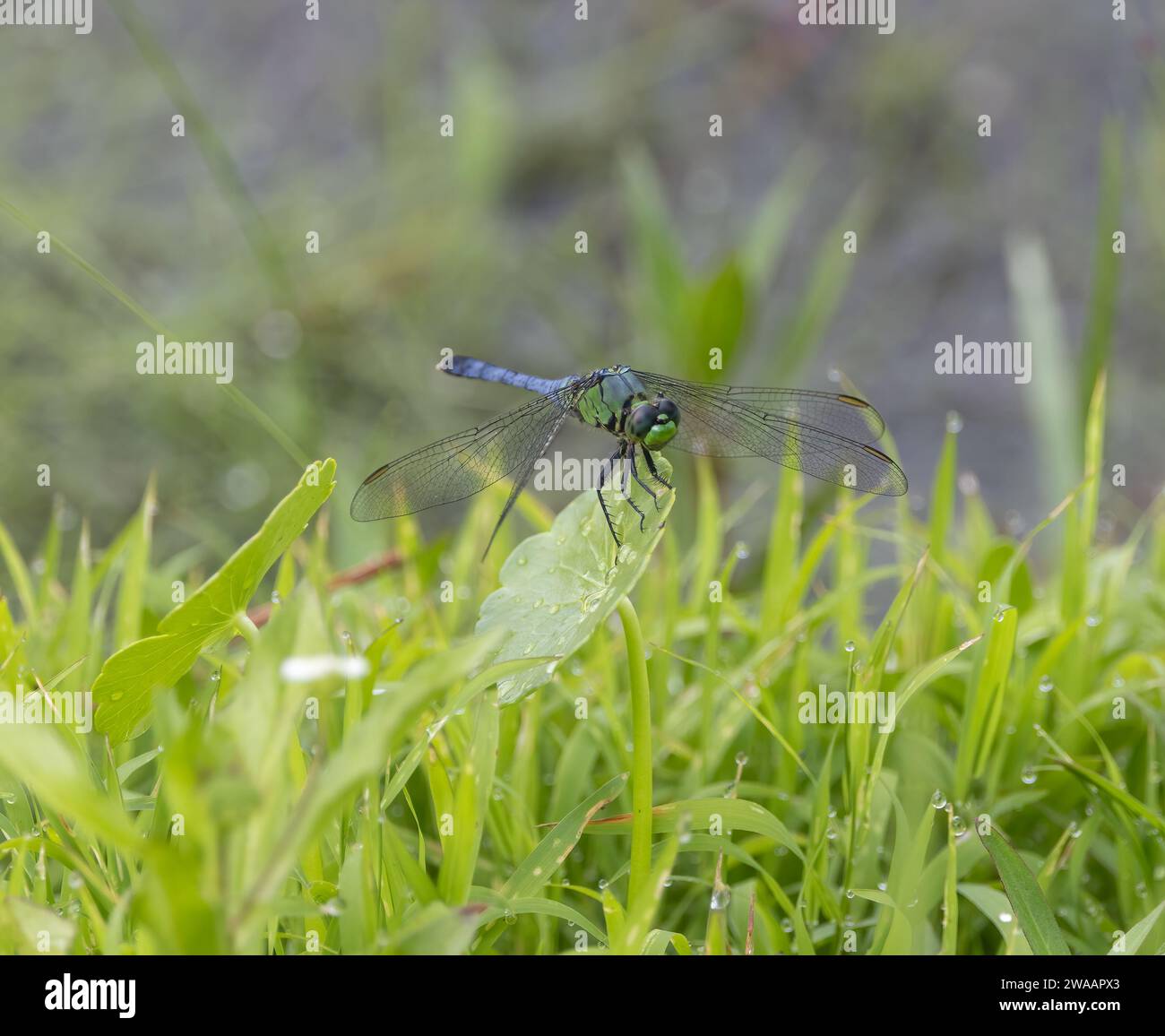 Una libellula orientale arroccata e di fronte alla macchina fotografica. Foto Stock