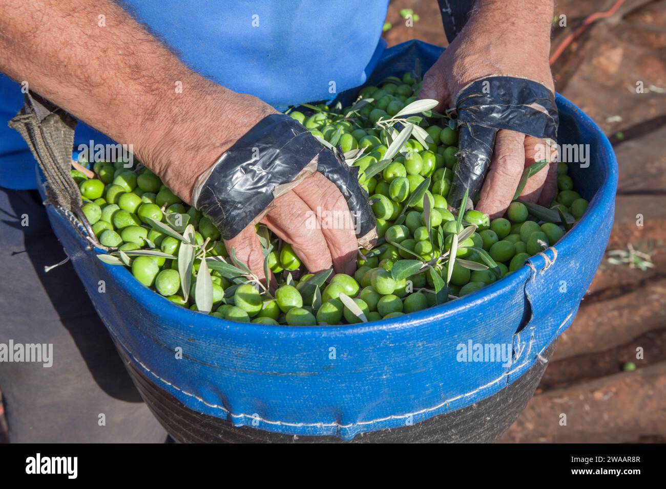 Raccoglitrice di olive con le mani sopra il cestino per raccogliere la frutta. Dita protette con nastro isolante Foto Stock