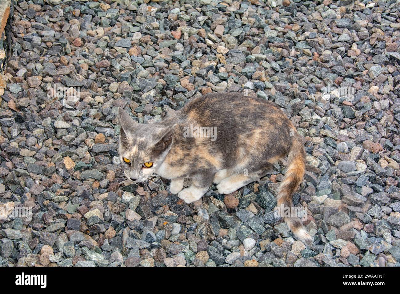 Un gatto da strada selvaggio grigio su pietre di ghiaia grigie sull'isola di Gran Canaria in Spagna Foto Stock