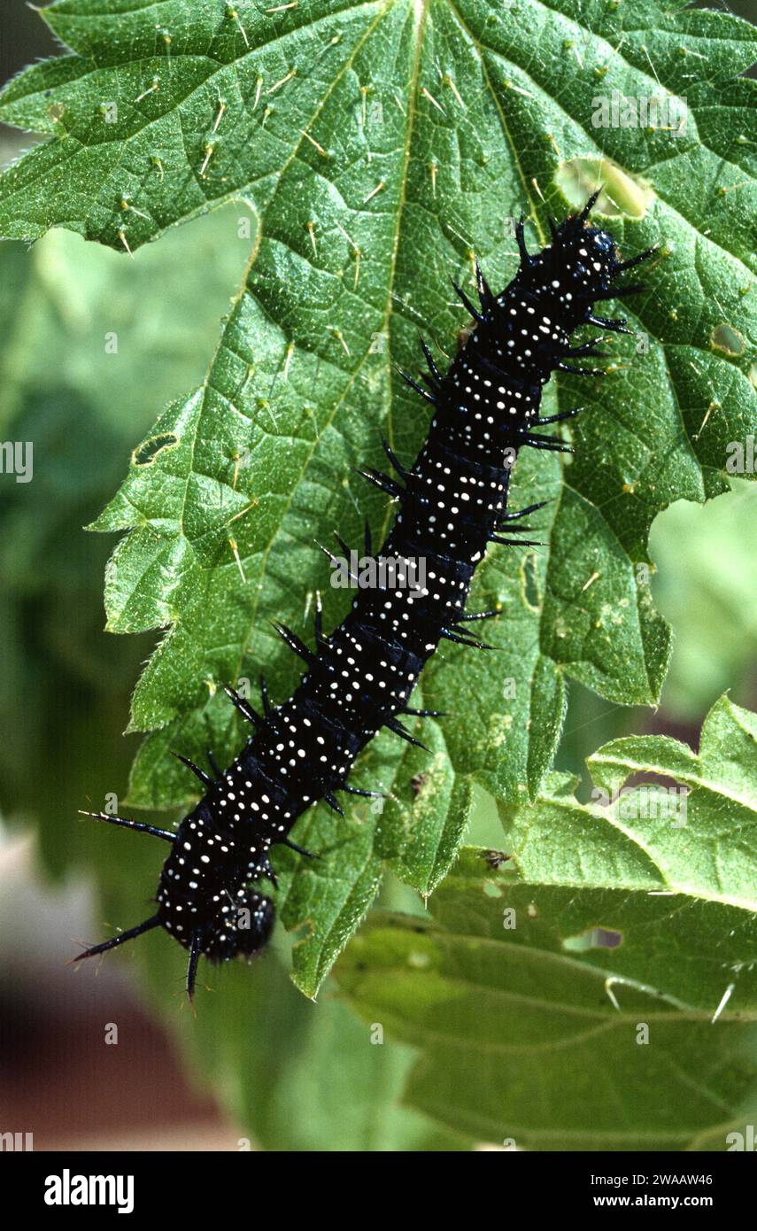 Il pavone europeo (Aglais io o Inachis io) è una farfalla originaria dell'Eurasia. Caterpillar su un impianto di alimentazione (Urtica sp.). Foto Stock