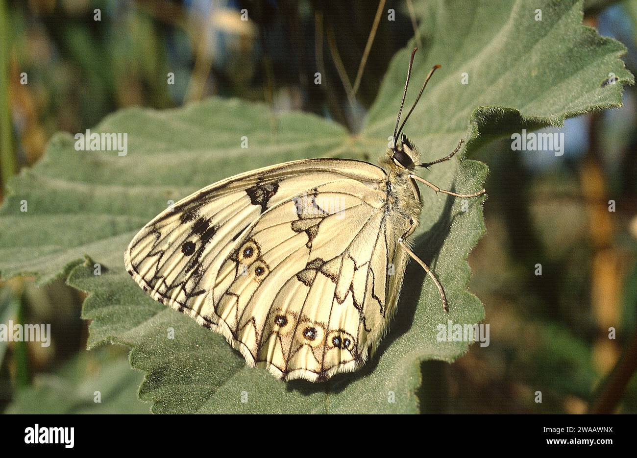 Il bianco marmoreo iberico (Melanargia lachesis) è una farfalla originaria della penisola iberica e della Francia meridionale. Foto Stock