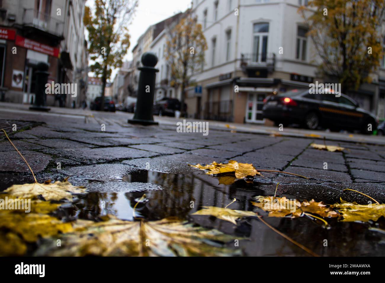 Strade cittadine dopo la pioggia autunnale, con foglie secche gialle dorate sulla superficie, con riflessi della città in pozzanghera Foto Stock