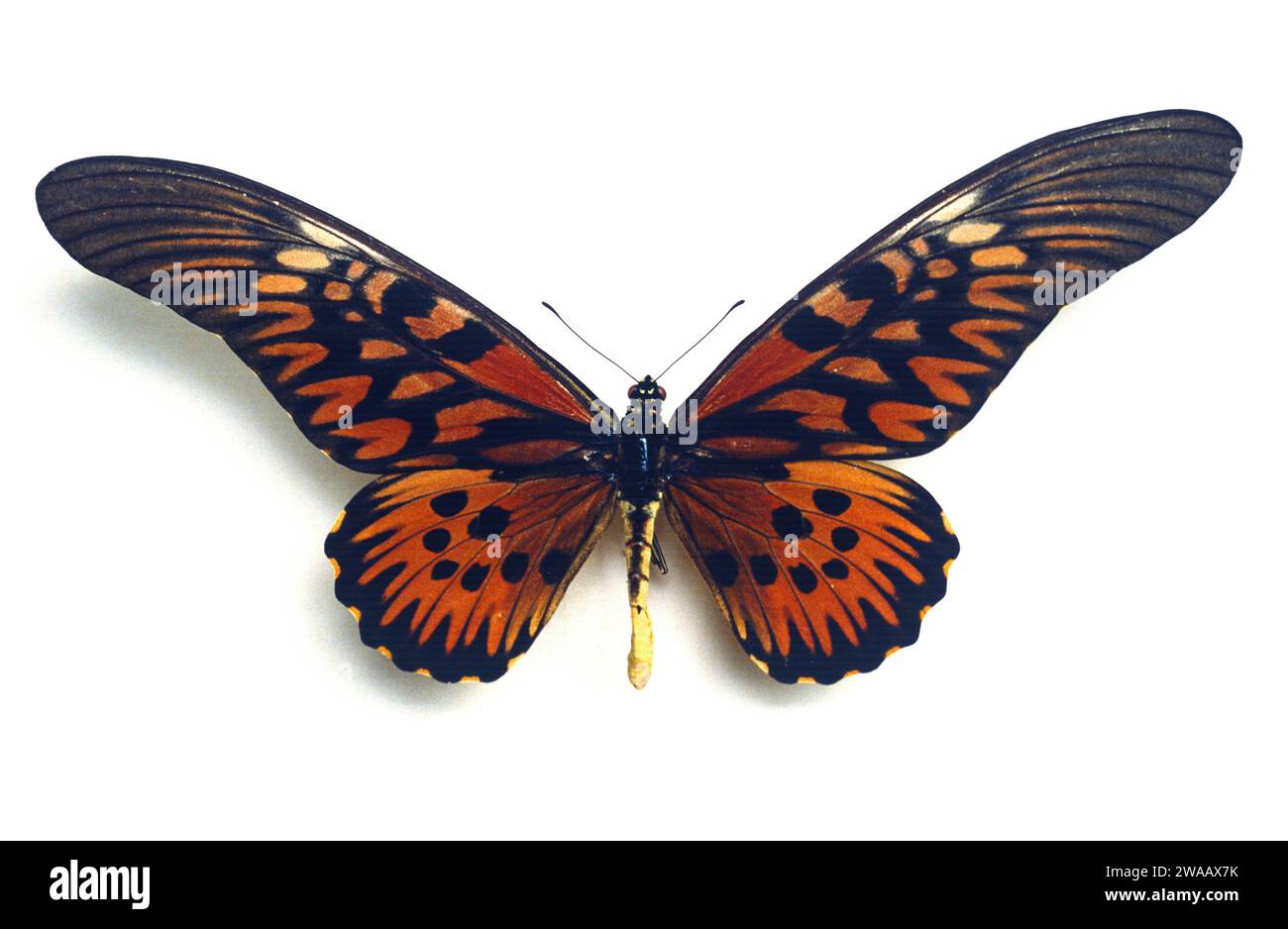 La coda di rondine gigante africana (Papilio antimachus) è una grande farfalla originaria dell'Africa centrale e occidentale. Adulto, lato dorsale. Foto Stock