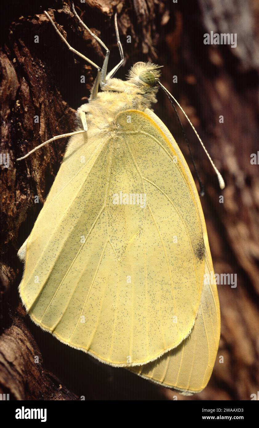 La farfalla di cavolo o la grande bianca (Pieris brasicae) è una farfalla originaria dell'Eurasia e dell'Africa settentrionale. Adulto (imago) appena fuori del crisalis. Foto Stock