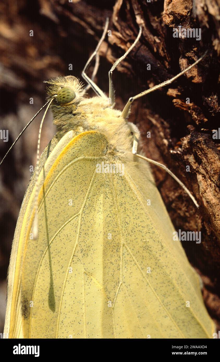 La farfalla di cavolo o la grande bianca (Pieris brasicae) è una farfalla originaria dell'Eurasia e dell'Africa settentrionale. Adulto (imago) appena fuori del crisalis. Foto Stock