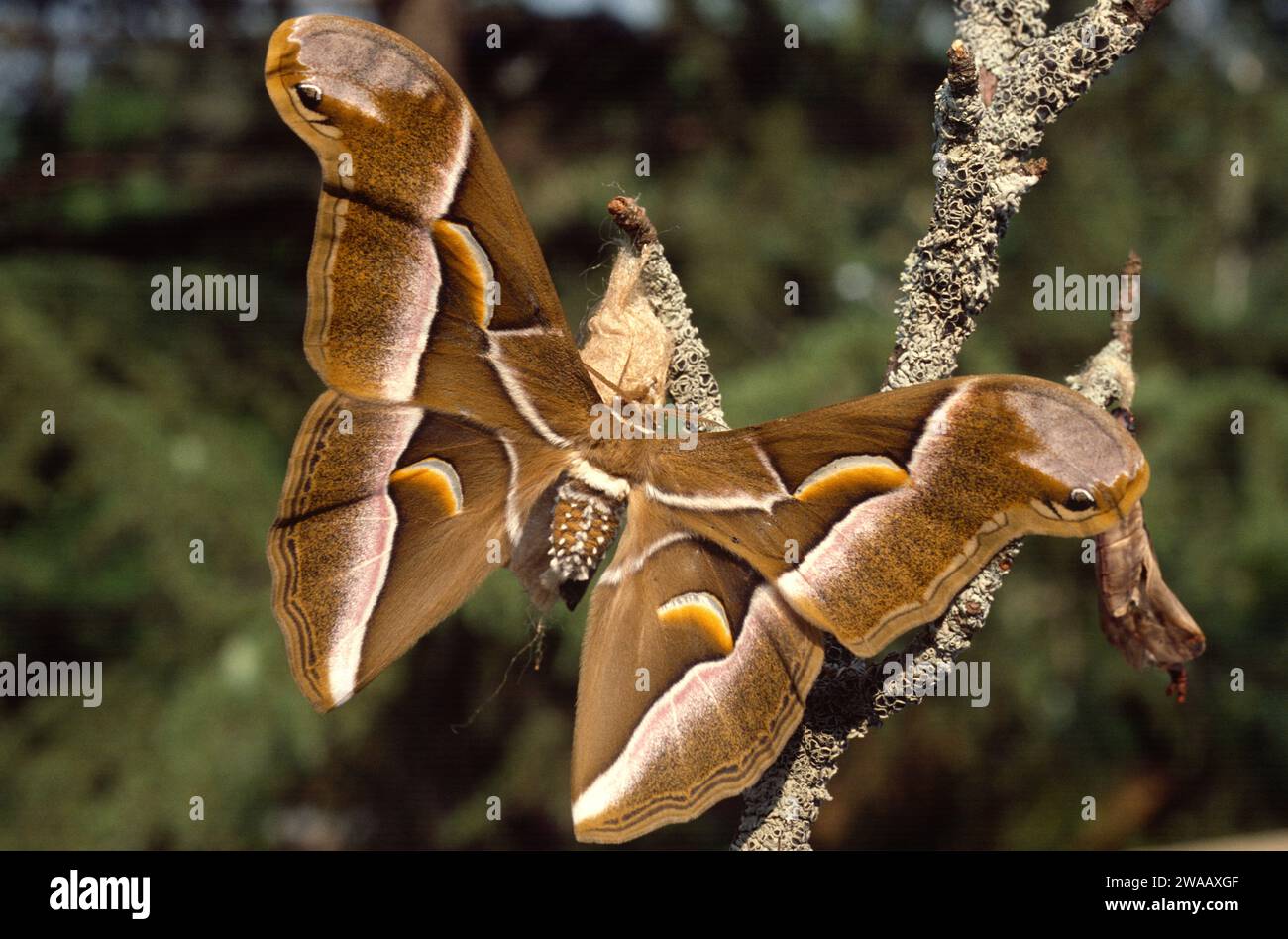 Ailanthus silkmoth (Samia cynthia) è amoth nativo di Cina e Corea. Adulto appena fuori dalla pupa. Foto Stock