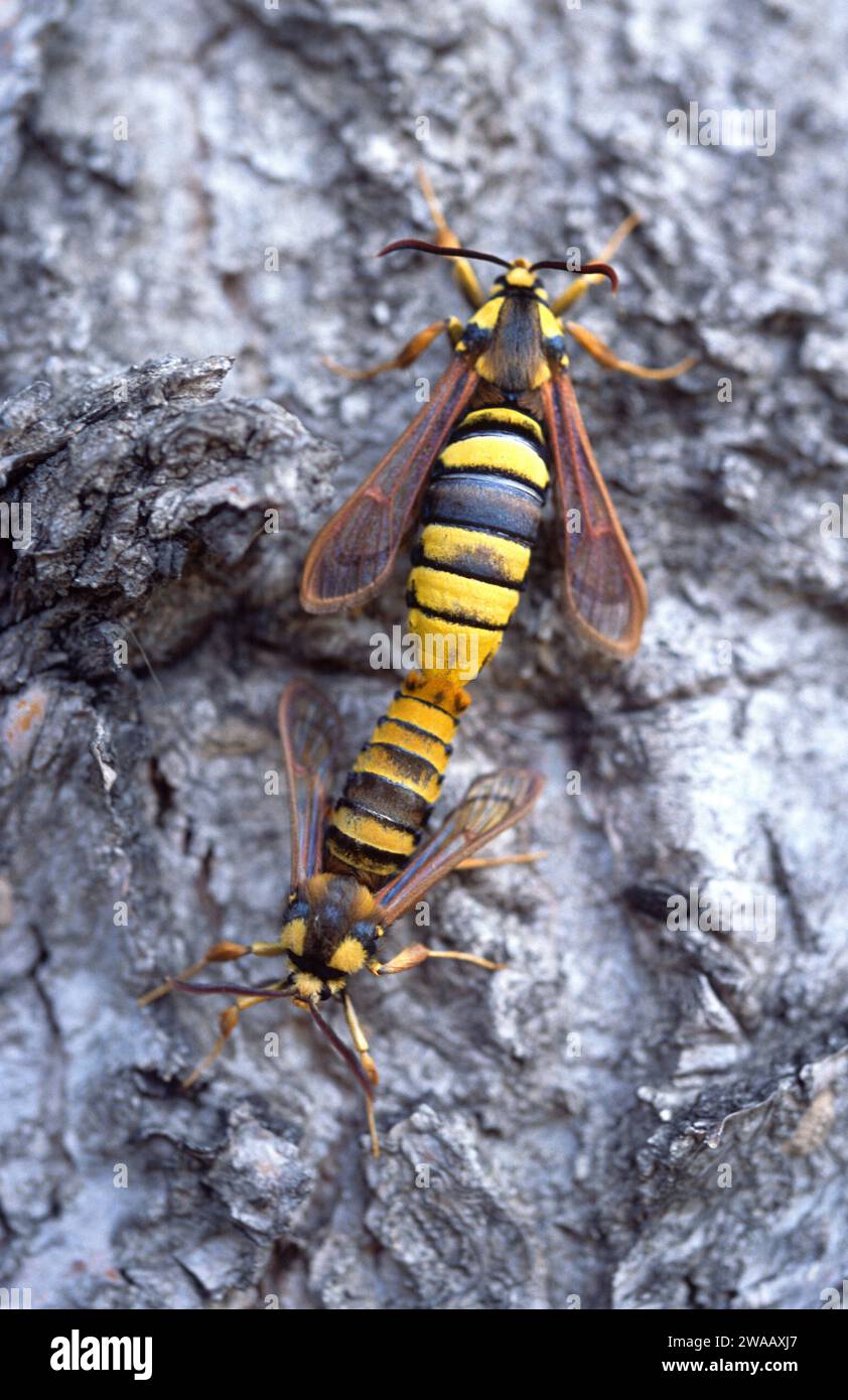 Hornet Moth (Sesia apiformis) è una falena mimica originaria dell'Europa e del Medio Oriente. Adulti, copula. Foto Stock