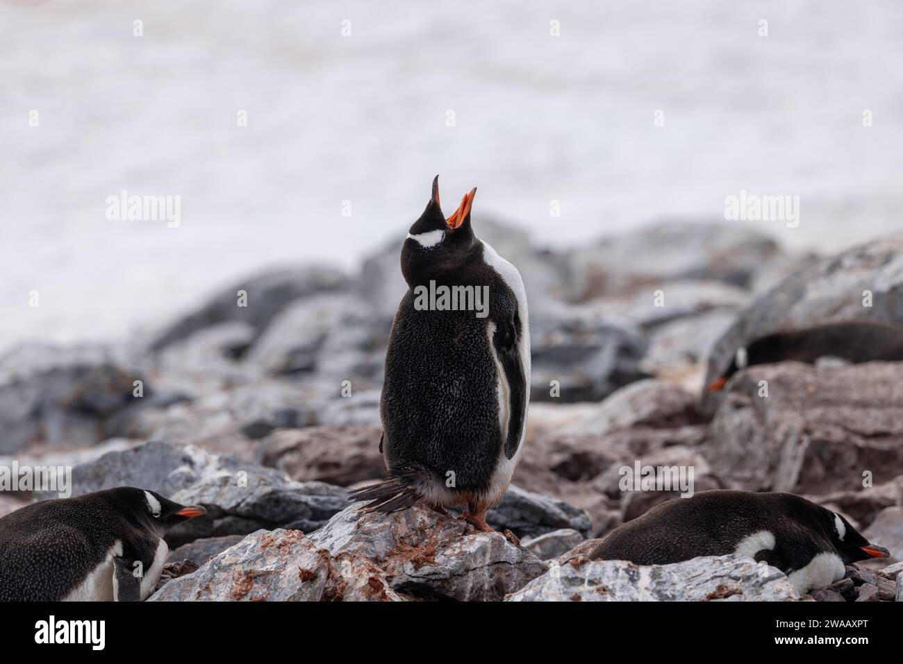 Un pinguino di Gentoo che vocalizza con il becco aperto e la lingua che mostra. Foto Stock