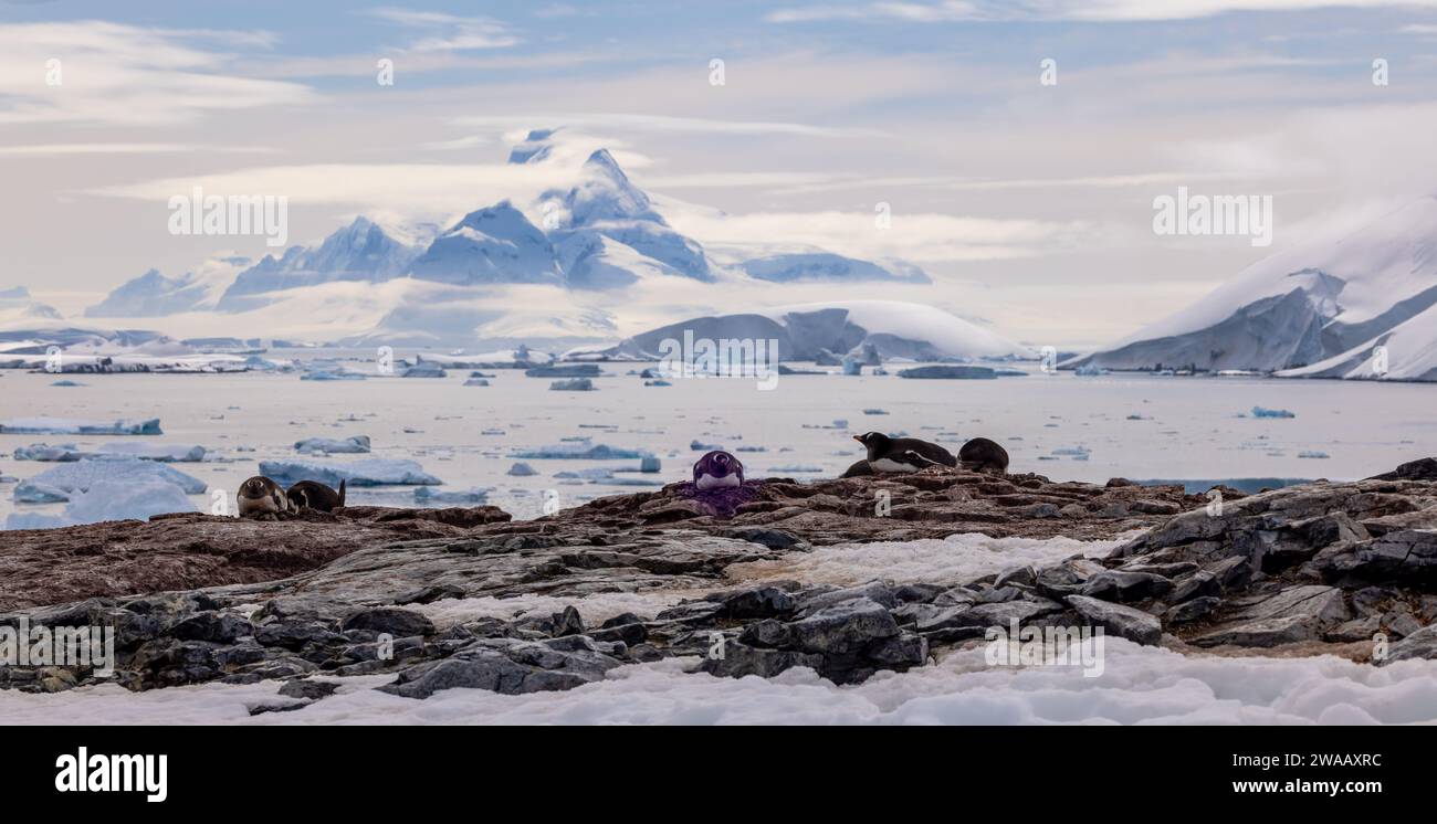 Pinguini di Gentoo con una montagna sullo sfondo. Foto Stock
