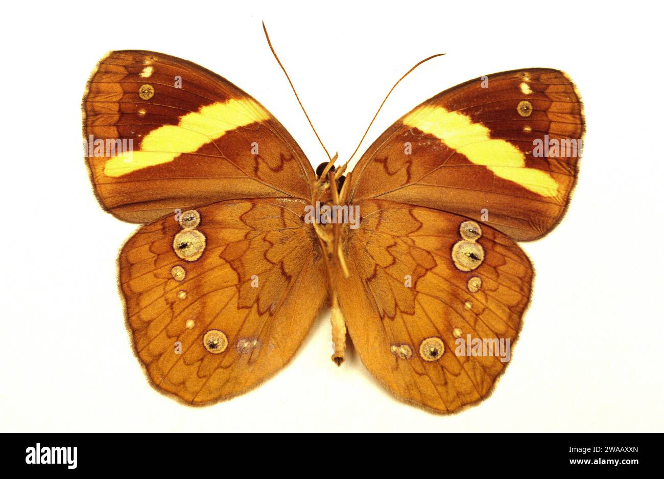 La ninfa a banda gialla (Xanthotaenia busiride) è una farfalla originaria del sud-est asiatico. Adulto, lato ventrale. Foto Stock