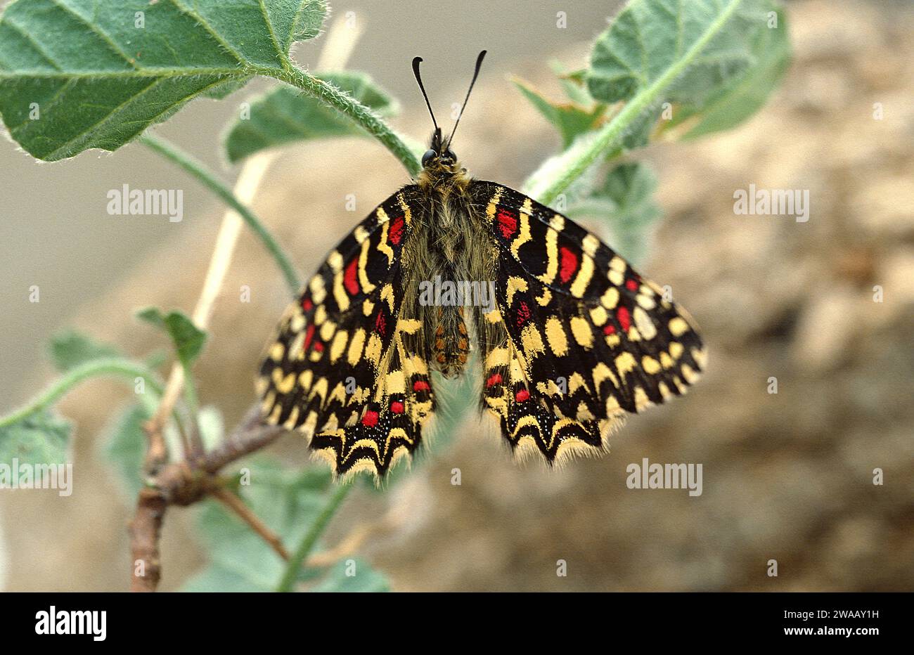 Il festone spagnolo (Zerynthia rumina) è una farfalla originaria del bacino del Mediterraneo occidentale (Spagna, Portogallo, Francia meridionale e Africa settentrionale). Adulto. Foto Stock