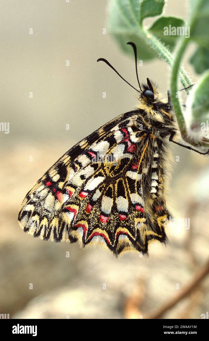 Il festone spagnolo (Zerynthia rumina) è una farfalla originaria del bacino del Mediterraneo occidentale (Spagna, Portogallo, Francia meridionale e Africa settentrionale). Adulto. Foto Stock