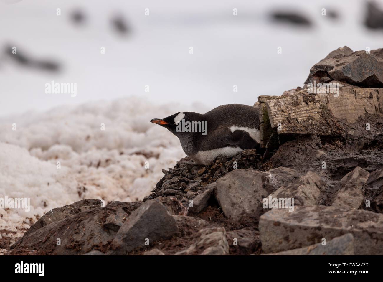 Un singolo pinguino di Gentoo che giace su un nido. Foto Stock