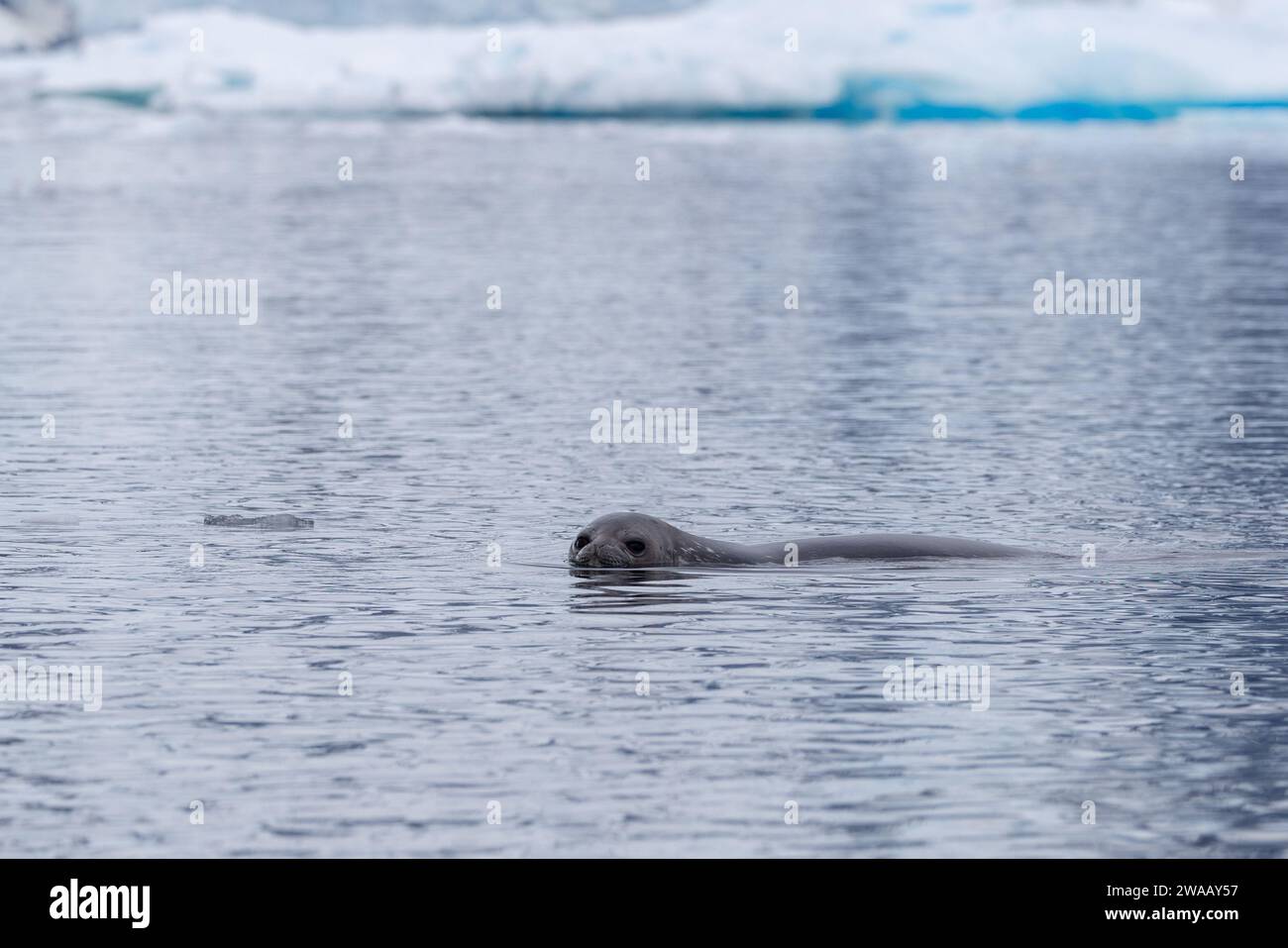 Una foca che nuota nell'acqua e guarda la macchina fotografica in Antartide. Foto Stock