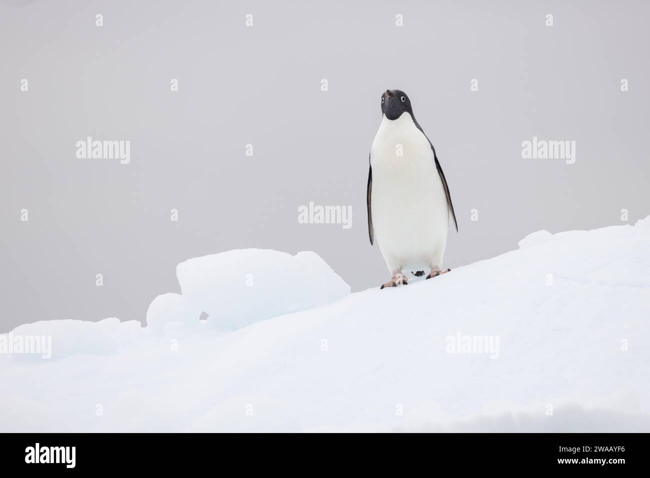 Un singolo pinguino di Adelie in piedi sulla neve con uno sfondo pulito e guardando la fotocamera. Foto Stock