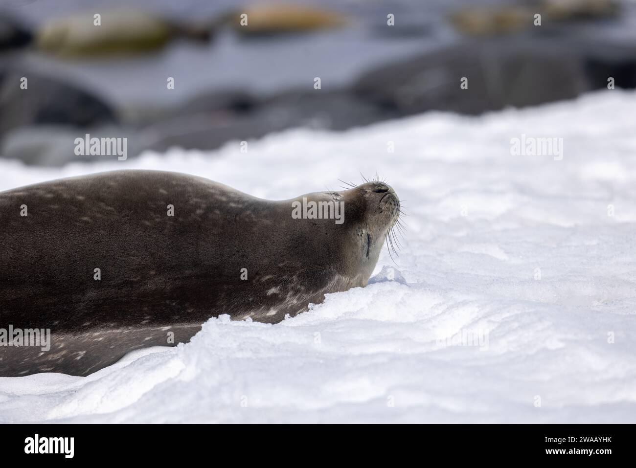 Una foca Weddell che dorme. Foto Stock