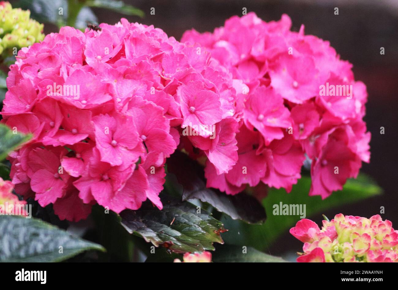Hydrangea, una varietà rosa Foto Stock