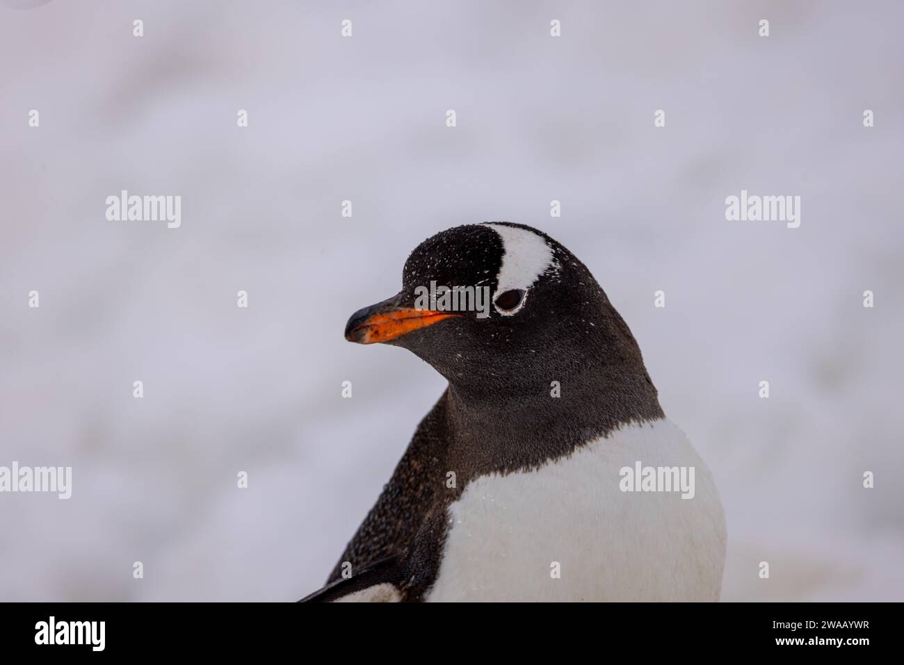 Un ritratto di un pinguino di Gentoo in Antartide. Foto Stock