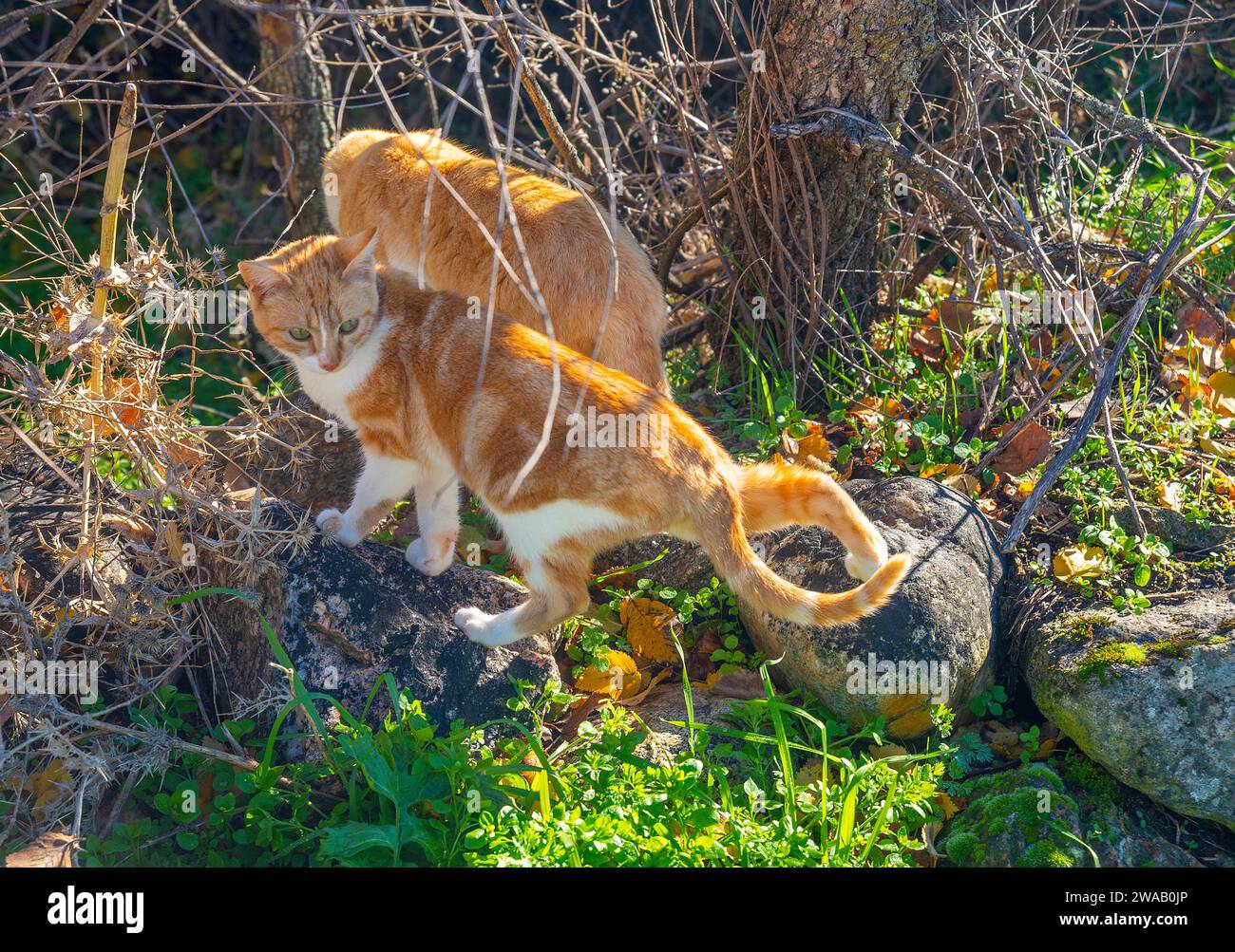 Due gatti in natura. Foto Stock