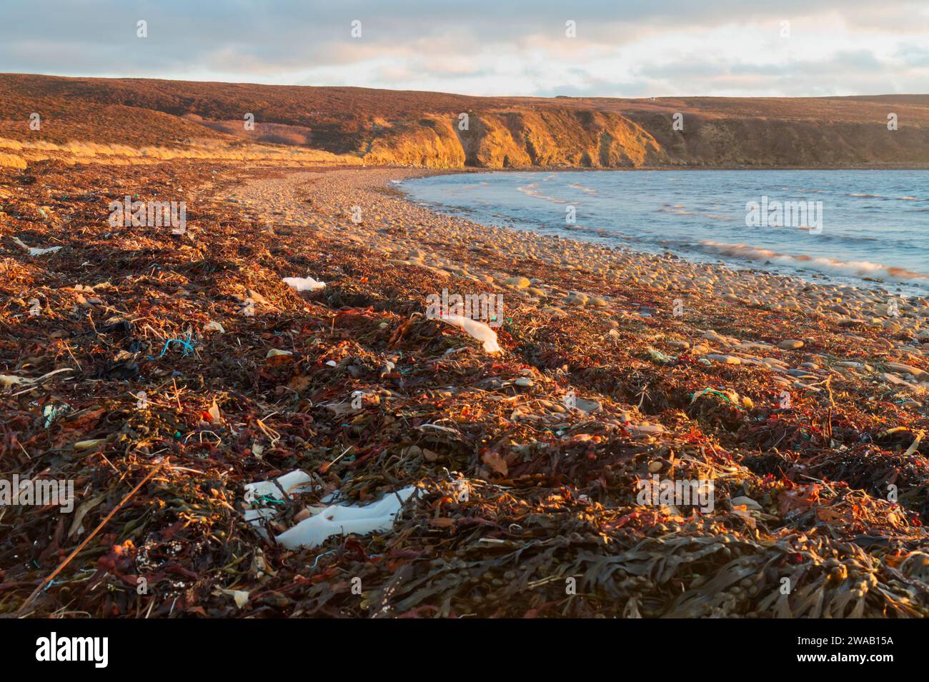 Plastica e alghe marine lavate sulla costa delle Orcadi Foto Stock