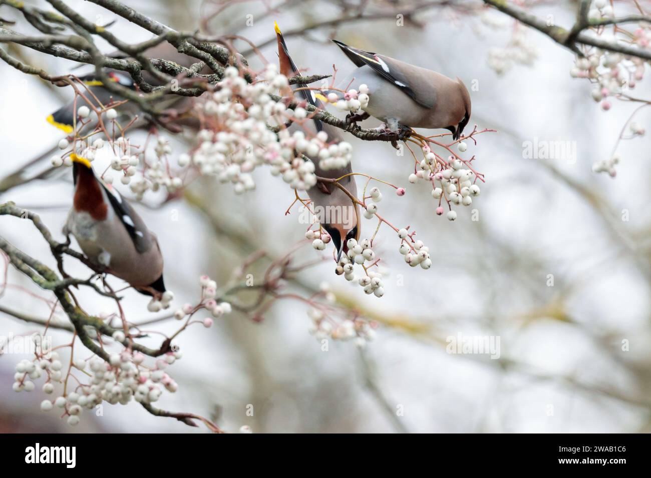 Ali di cera Bombycilla garrulus, piumaggio rosato di Buff prominente cresta gola nera e maschera di castagno sotto coda coda coda con punta gialla pepe cerose rosse sulle ali Foto Stock