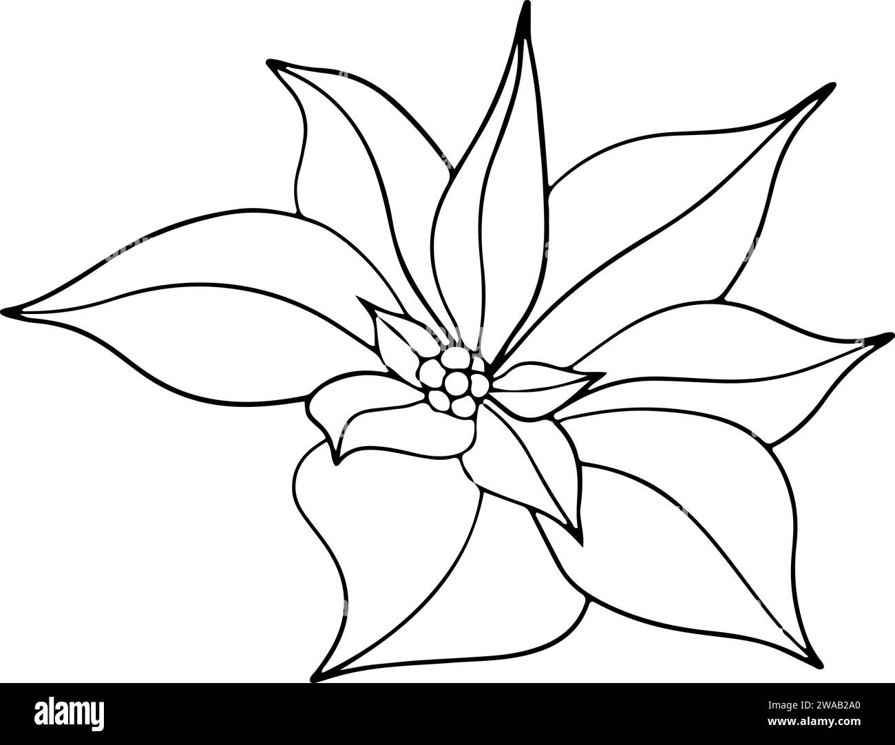 Fiori di Poinsettia, fiore di stella invernale. Elemento artistico della linea botanica. grafica dell'inchiostro. Illustrazione dipinta a mano per il saluto di Natale o Capodanno Illustrazione Vettoriale