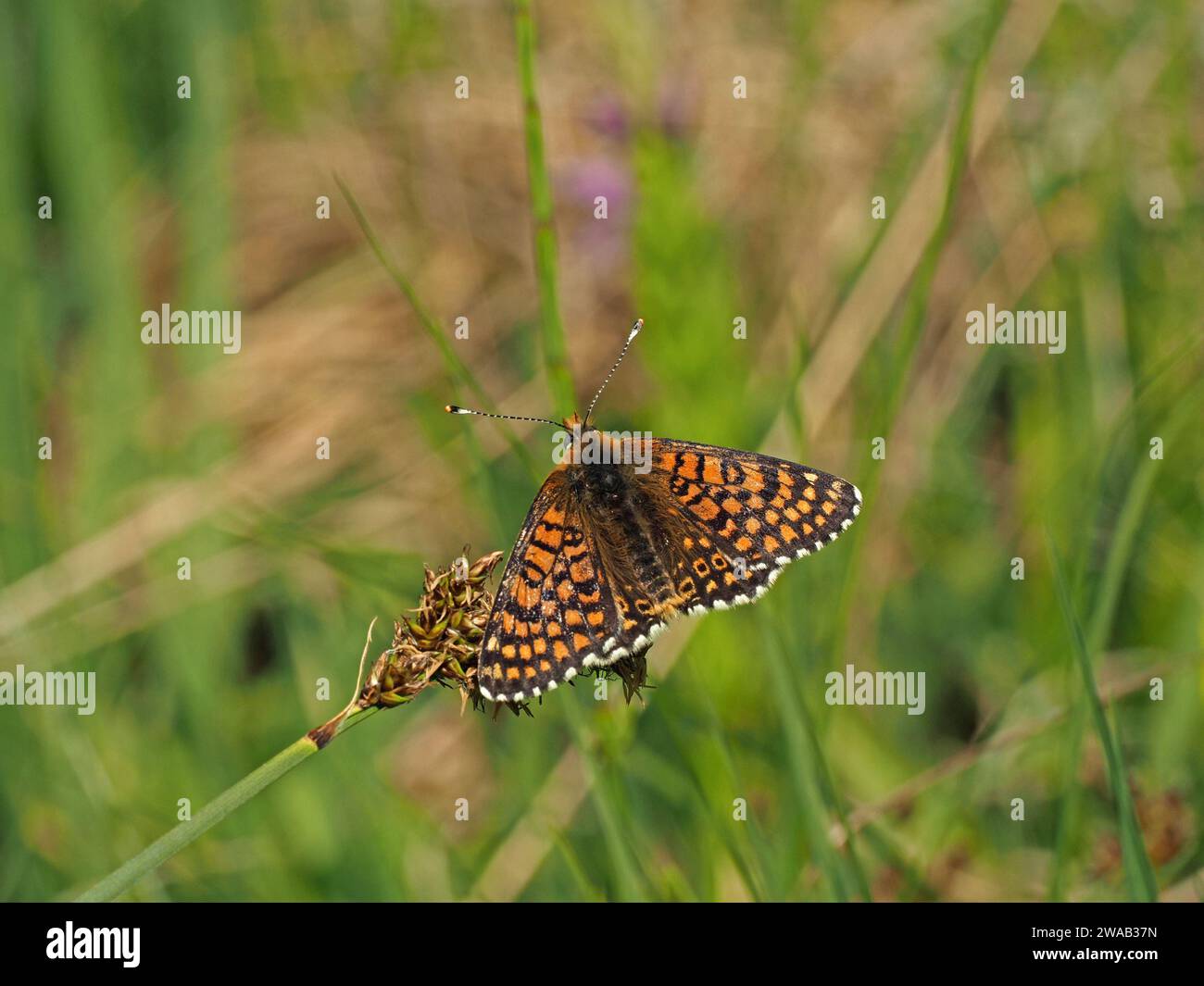 Farfalla Glanville fritillary adulti (Melitaea cinxia) sulla testata di fiori morta della pianta Ribwort Plantain ai piedi delle Alpi italiane Foto Stock