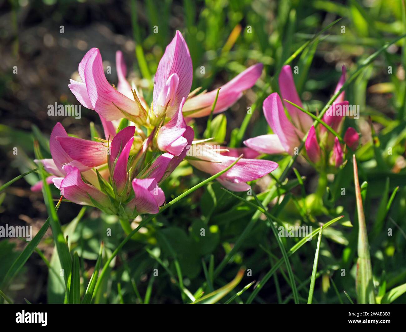 Delicati fiori striati rosa e bianco che irradiano il trifoglio alpino (Trifolium alpinum), fiore selvatico delle Alpi italiane, Italia, Europa Foto Stock