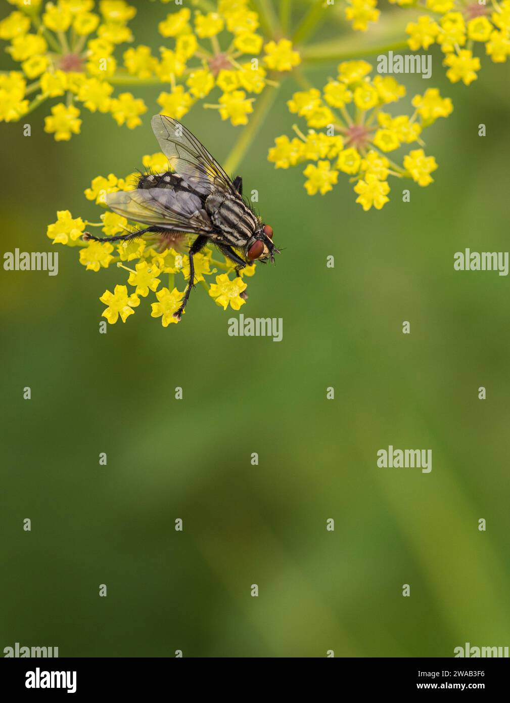 Carne mosca Sarcophaga carnaria, Sarcophagidae, che si nutre di un fiore di finocchio Foeniculum vulgare, in un giardino, agosto Foto Stock