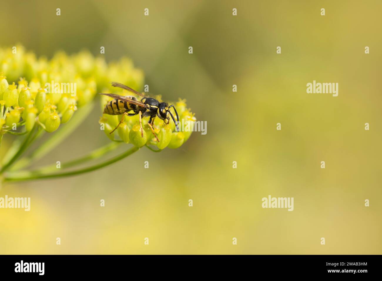 Vespa Vespula vulgaris comune, che si nutre di fiori di finocchio, Foeniculum vulgare, in giardino, agosto Foto Stock